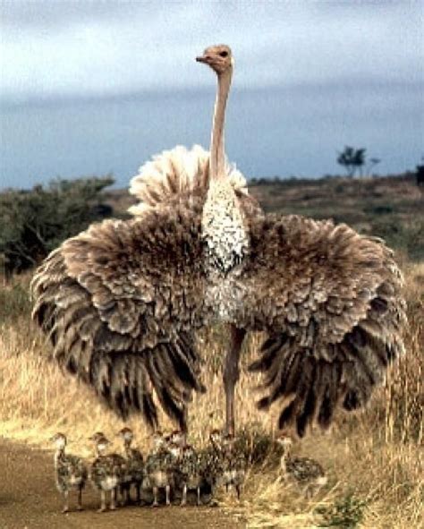 134 best bird - ostrich etc images on Pinterest | Ostriches, Bucket