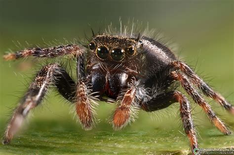 Bold Jumping Spider