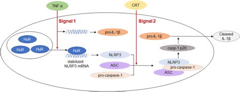 Tnf αcrt Dual Signaling Induced Nlrp3 Inflammasome Activation