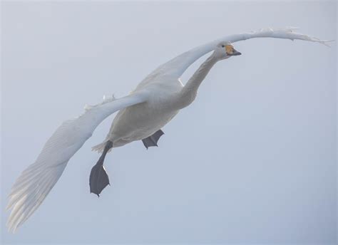 Вдруг кому надо со звуком / Лебедь :: элегантность :: посадка :: птицы ...