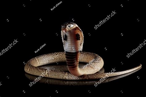 Baby Naja Sumatrana miolepis snake on black background in a position ...