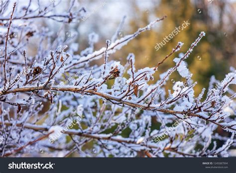 Naked Branches Bushes Trees Winter Note Stock Photo Shutterstock