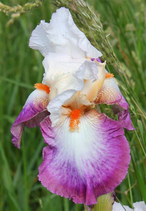 Schreiner's Iris Gardens Catalog - Beautiful Insanity