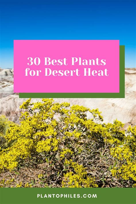 30 Best Plants For Desert Heat Best Guide [2022] In 2024 Cool Plants Plants Of The