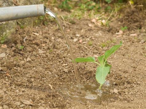 How Often Should You Water Sunflower Seeds: A Gardener's Guide to ...