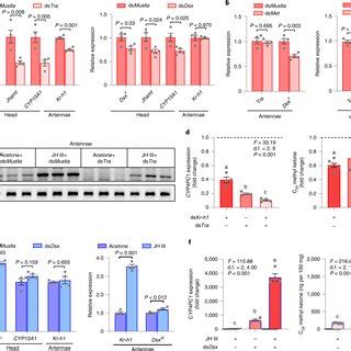 PDF A Single Gene Integrates Sex And Hormone Regulators Into Sexual Attractiveness