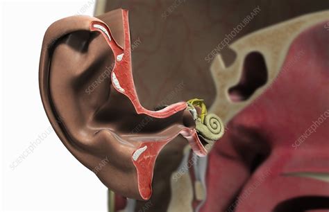 Ear Anatomy Cross Section at George Buttenshaw blog