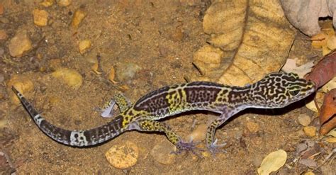 Leopard Gecko Lifespan: How Long Do Leopard Geckos Live? - IMP WORLD