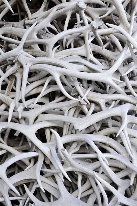 Pile Of Antlers Stock Photo Image Of America Montana 15992912