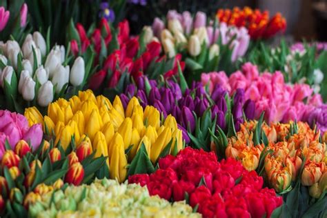 Different Types Of Tulip Colors And What They Mean French Florist