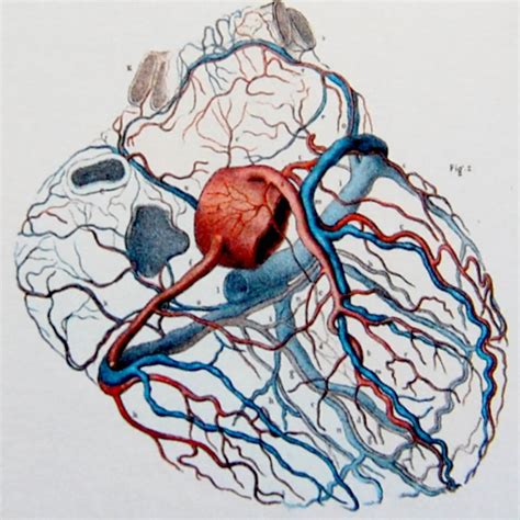 Heart Anatomy Coronary Arteries