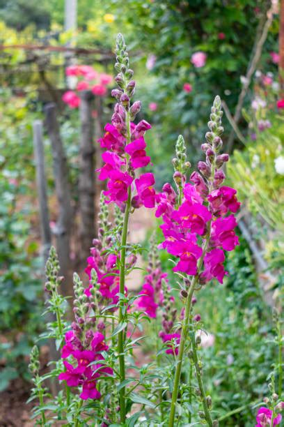 Colorful Snapdragons Background Stock Photos Pictures And Royalty Free