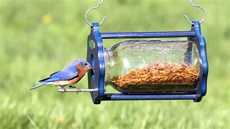 12 DIY EASTERN BLUEBIRD HOUSE - * Easter