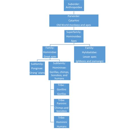 2. Primate Classification – The History of Our Tribe: Hominini