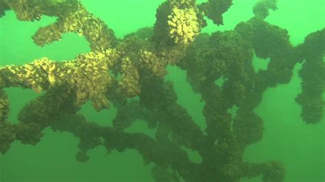 Синявинское озеро - YouTube