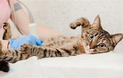 Feline Ultrasound - Westchester Veterinary Center