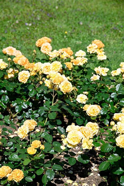 Rose Timeless - Rosa Timeless günstig kaufen