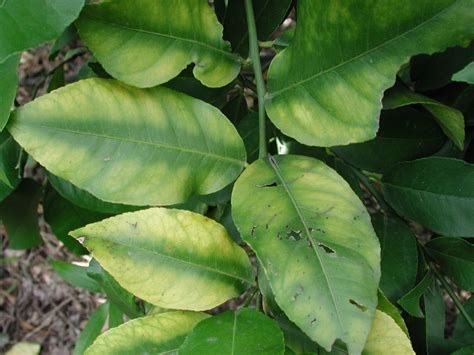 Magnesium Deficiency Not Asian Citrus Greening Disease