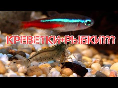 СОВМЕСТИМОСТЬ КРЕВЕТОК И РЫБОК В АКВАРИУМЕ - YouTube
