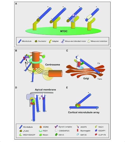 Overview Of Microtubule Anchoring Sites And Mechanisms A