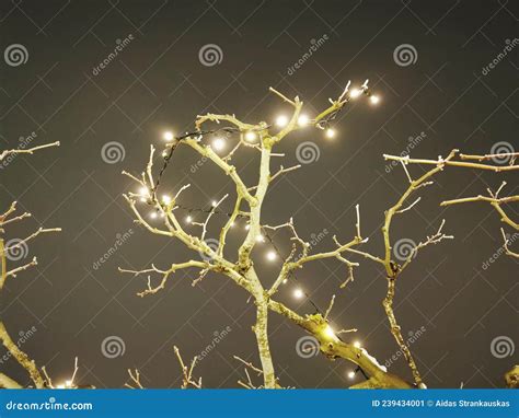 Naked Tree Branches Light Up With Christmas Lights Stock Image Image Of Yellow Tree 239434001