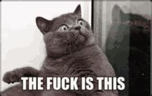 Why The Fuck Meme GIFs Tenor