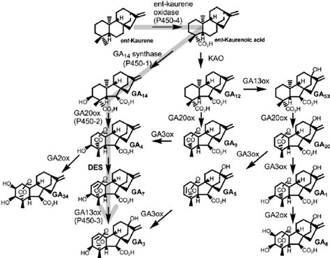 The Ga Biosynthetic Pathway In Plants And F Fujikuroi The Fungal