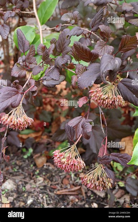 Physocarpus Midnight Hi Res Stock Photography And Images Alamy