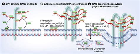 Peptide Interaction With Membrane Partners And Internalization Download Scientific Diagram