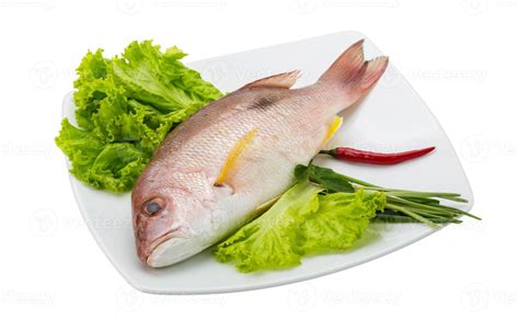 snapper stock  images  backgrounds