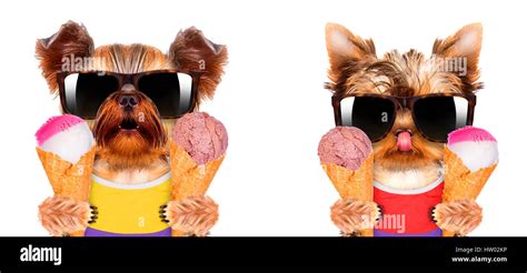 Funny dogs holding ice cream Stock Photo - Alamy