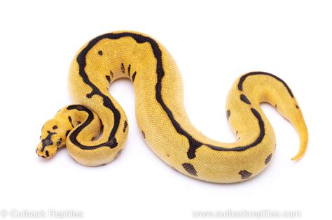 Spotnose Leopard Enchi Clown 2 Outback Reptiles