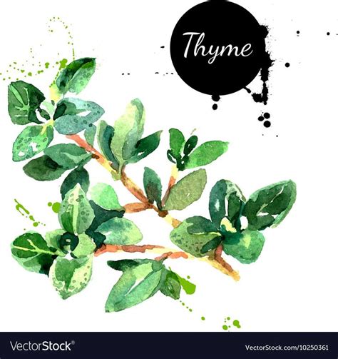 Watercolor Hand Drawn Thyme Bunch Isolated Eco Natural Food Herbs