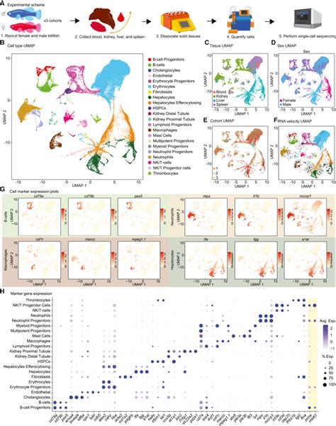 Widespread Sex Dimorphism Across Single Cell Transcriptomes Of Adult African Turquoise Killifish