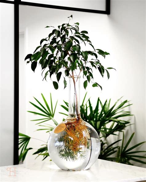 hydroponic ficus benjamina Ficus, Water Plants Indoor, Aquatic Plants, Indoor Garden, Diy ...