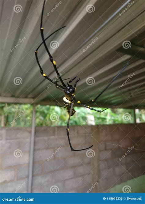 Giant Wood Spider Nephila Maculata Stock Image Image Of Wood Sting