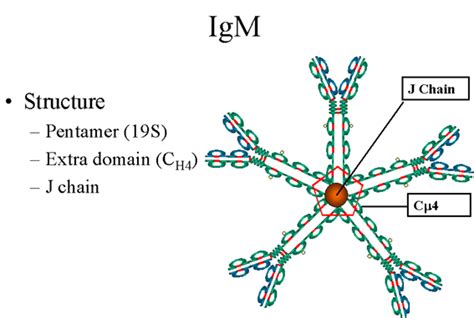 Immunoglobulin M (IgM): Structure and Properties - Overall Science