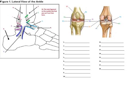 Knee And Ankle Labeling Practice Diagram Quizlet