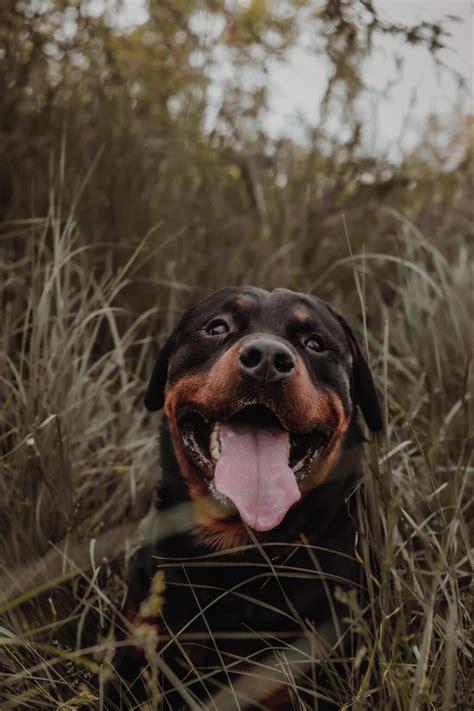 Facts About Rottweiler Behavior & Characteristics | Fortail Rottweiler