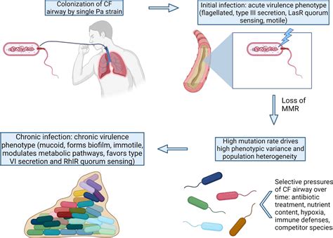 Frontiers The Role Of The Pseudomonas Aeruginosa Hypermutator