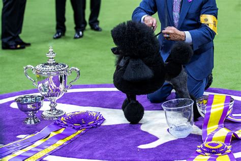 Scenes From The Westminster Dog Show May 15 2024 Reuters