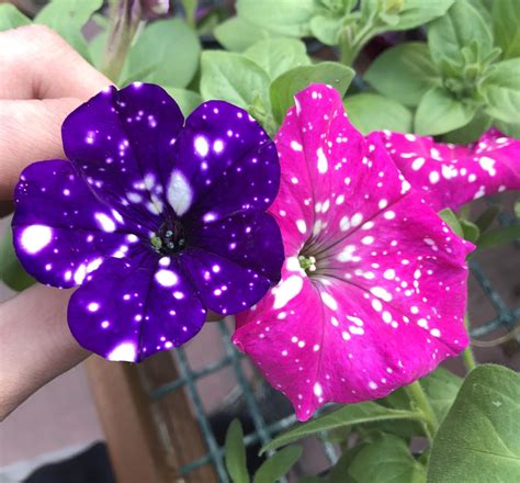 Petunia Night Sky - mygardenchannel