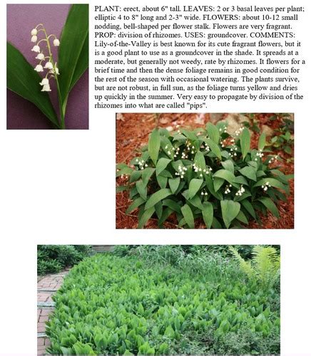 Perennials Id Quiz Achillea Hosta Flashcards Quizlet