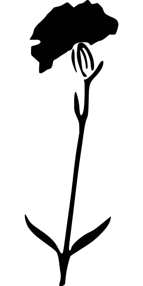 SVG > растение цветок гвоздика - Свободное изображение и значок SVG ...
