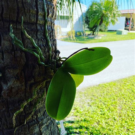 980 best Phal images on Pholder | Orchids, Houseplants and Saiman Says
