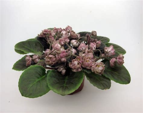 Фиалка Кардамон Фото – Telegraph