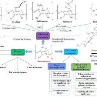 Schematic Representation Of The Nanocellulose Surface Modification