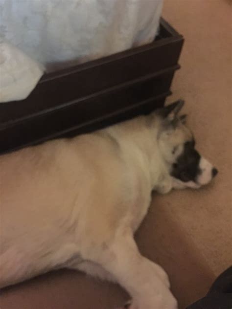 My 6 Month Old Akita