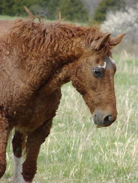 5 Of The Rarest Horse Breeds In The World | Rare horses, Rare horse ...