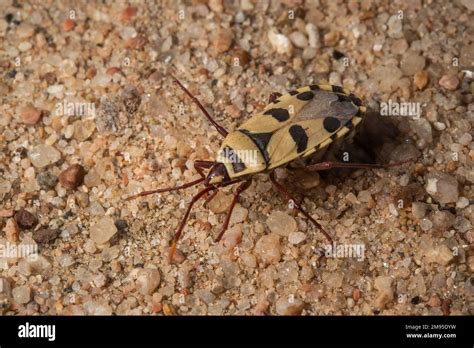 Welwitschia Bug Probergrothius Angolensis Pyrrhocoridae Hemiptera